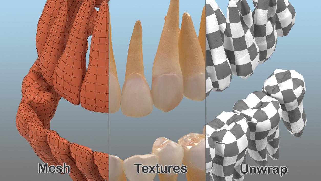 Human Teeths 3D