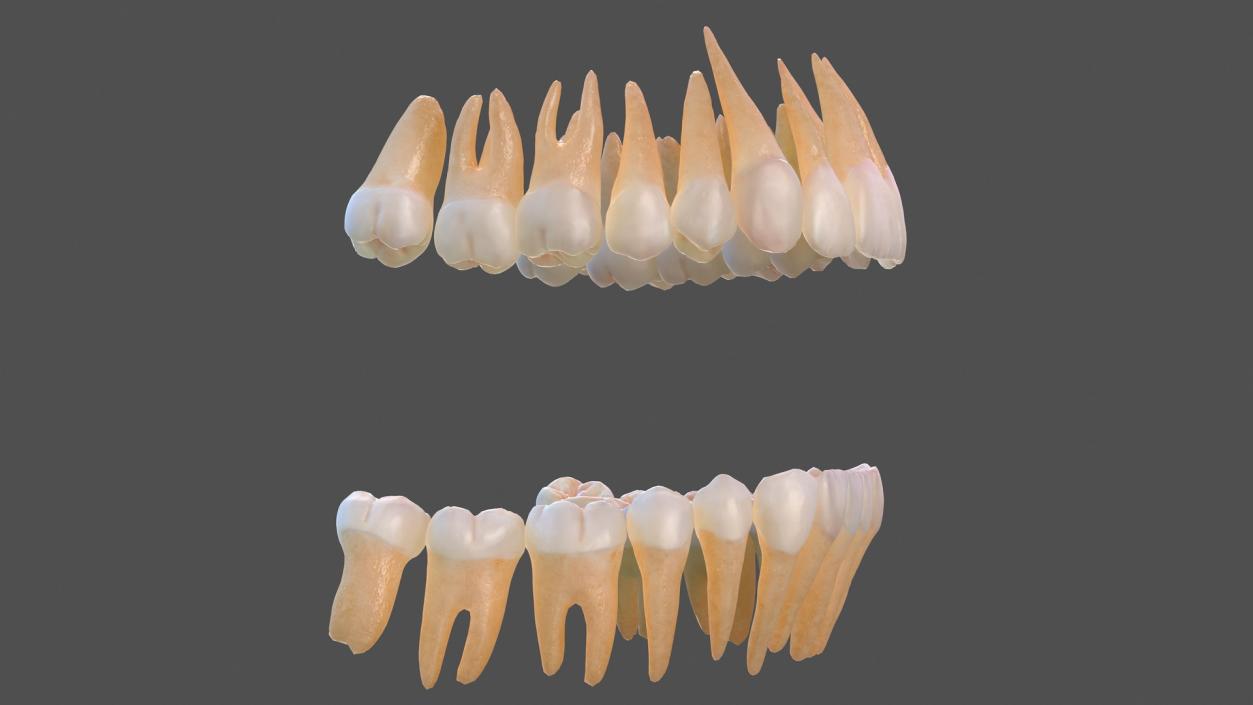 Human Teeths 3D