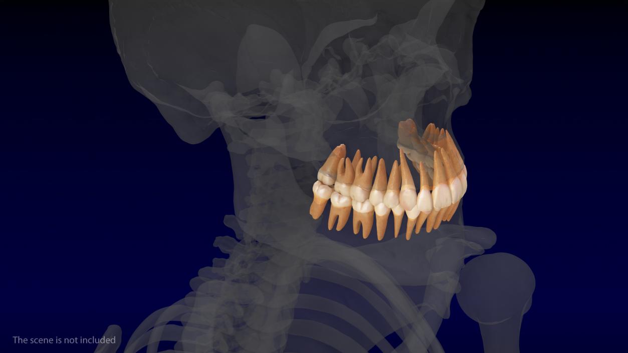 Human Teeths 3D