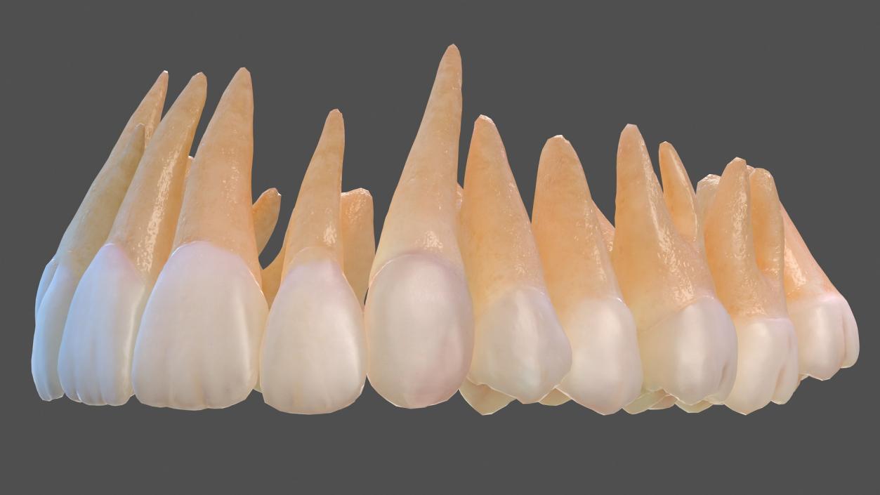 Human Teeths 3D