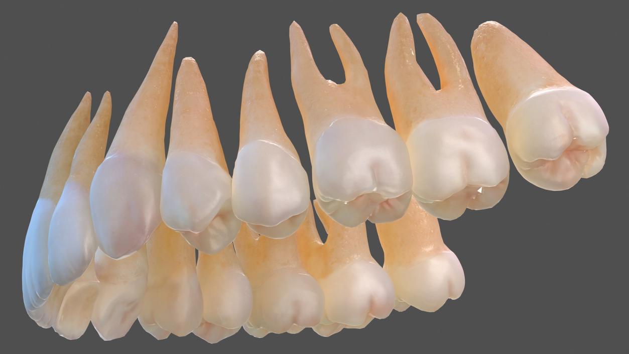 Human Teeths 3D