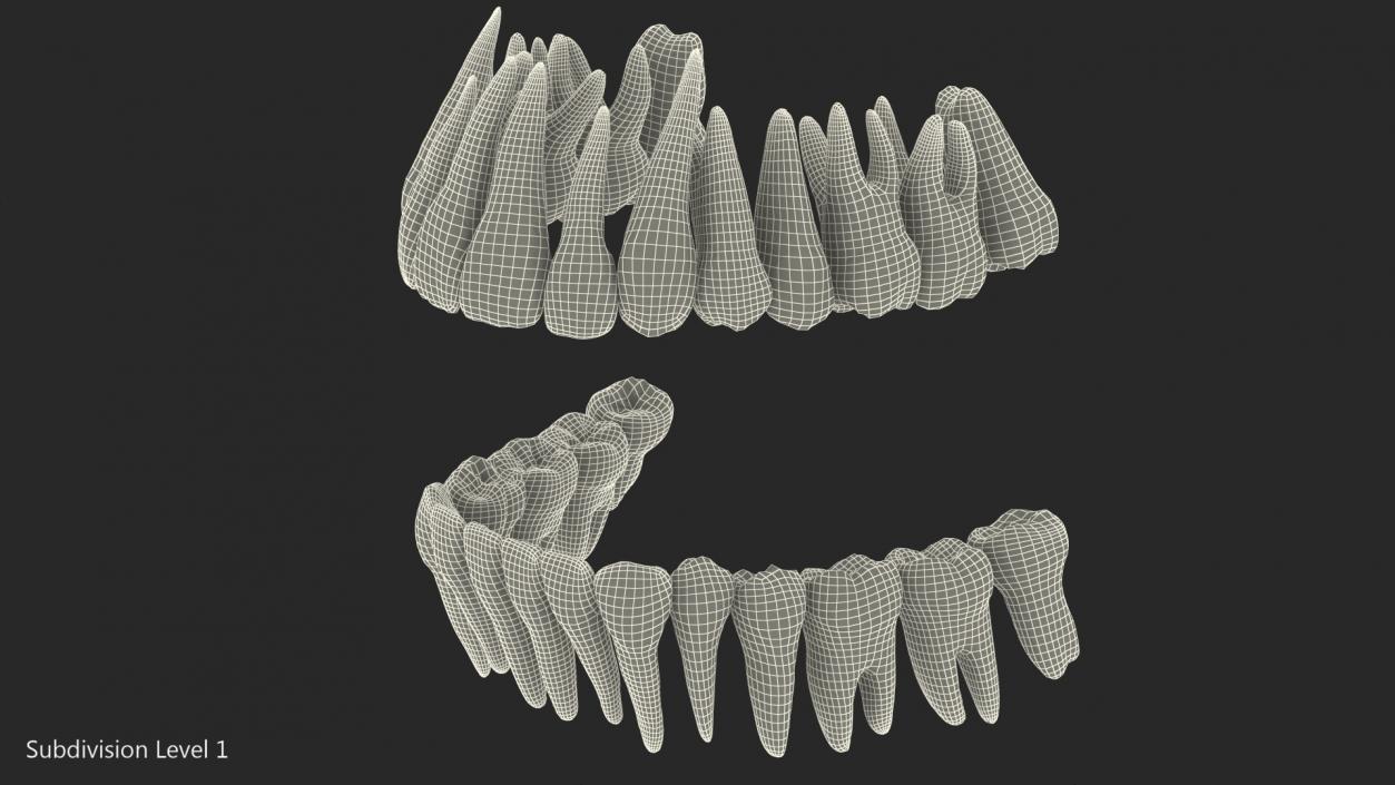 Human Teeths 3D