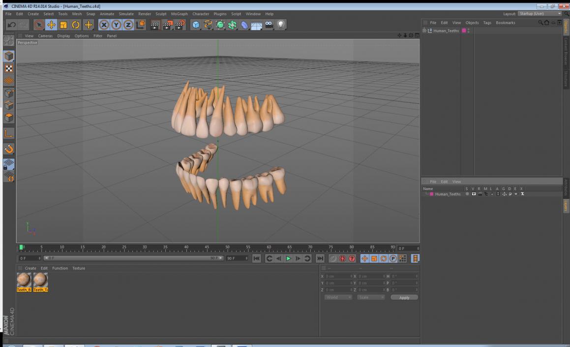 Human Teeths 3D