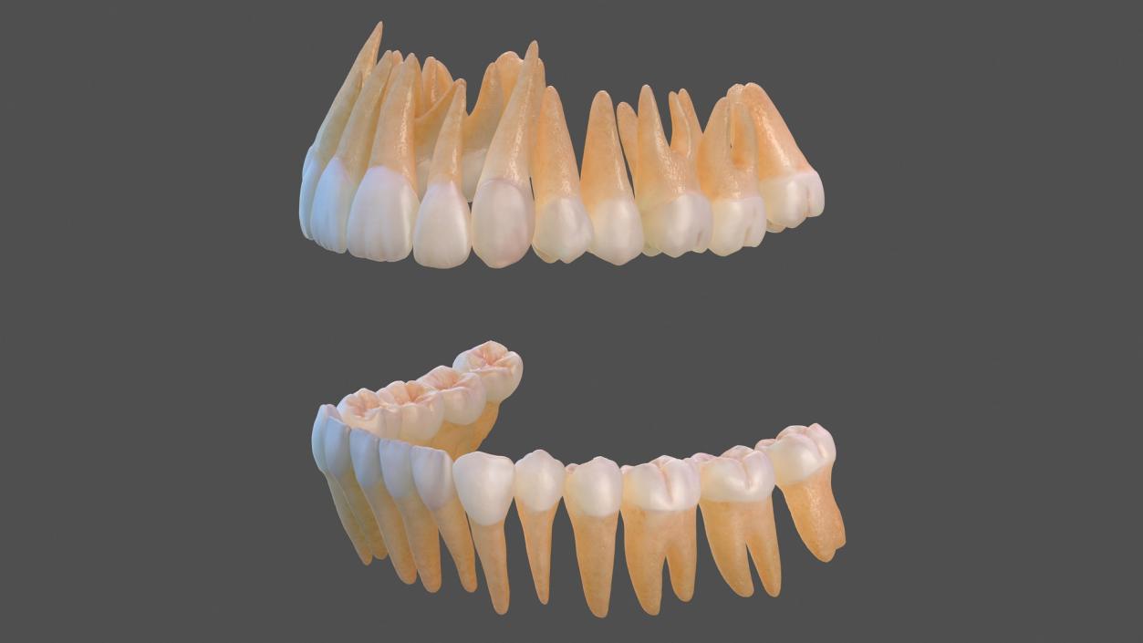 Human Teeths 3D