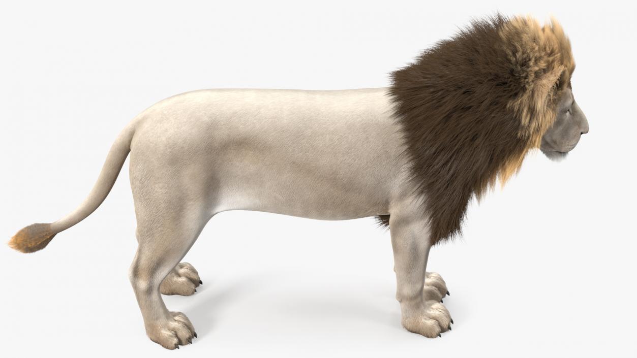 Male White Lion Fur 3D model