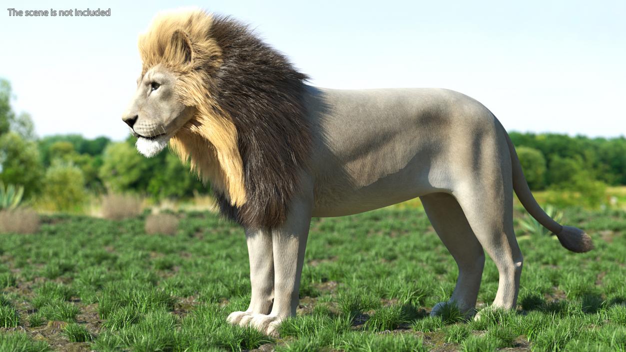 Male White Lion Fur 3D model