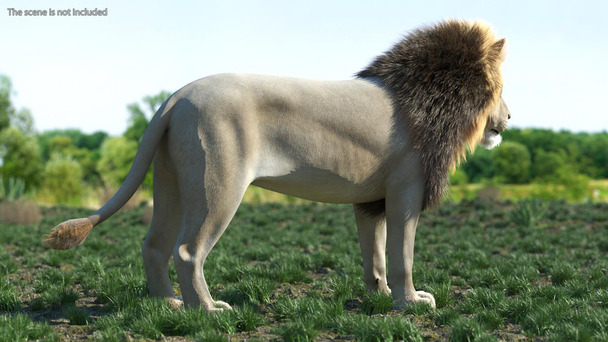 Male White Lion Fur 3D model