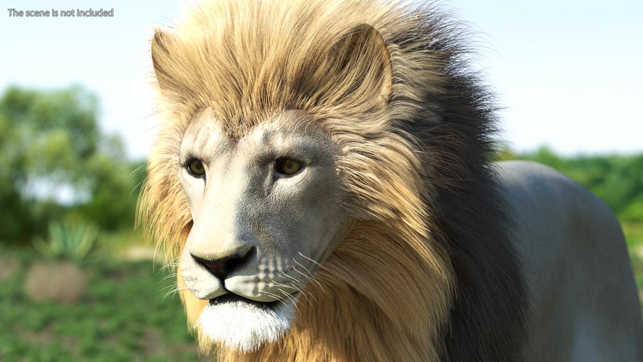 Male White Lion Fur 3D model