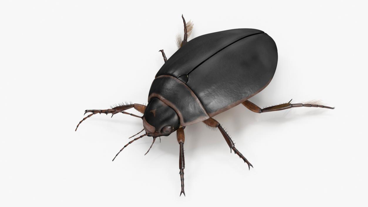 3D Screech Beetle Black Rigged for Cinema 4D