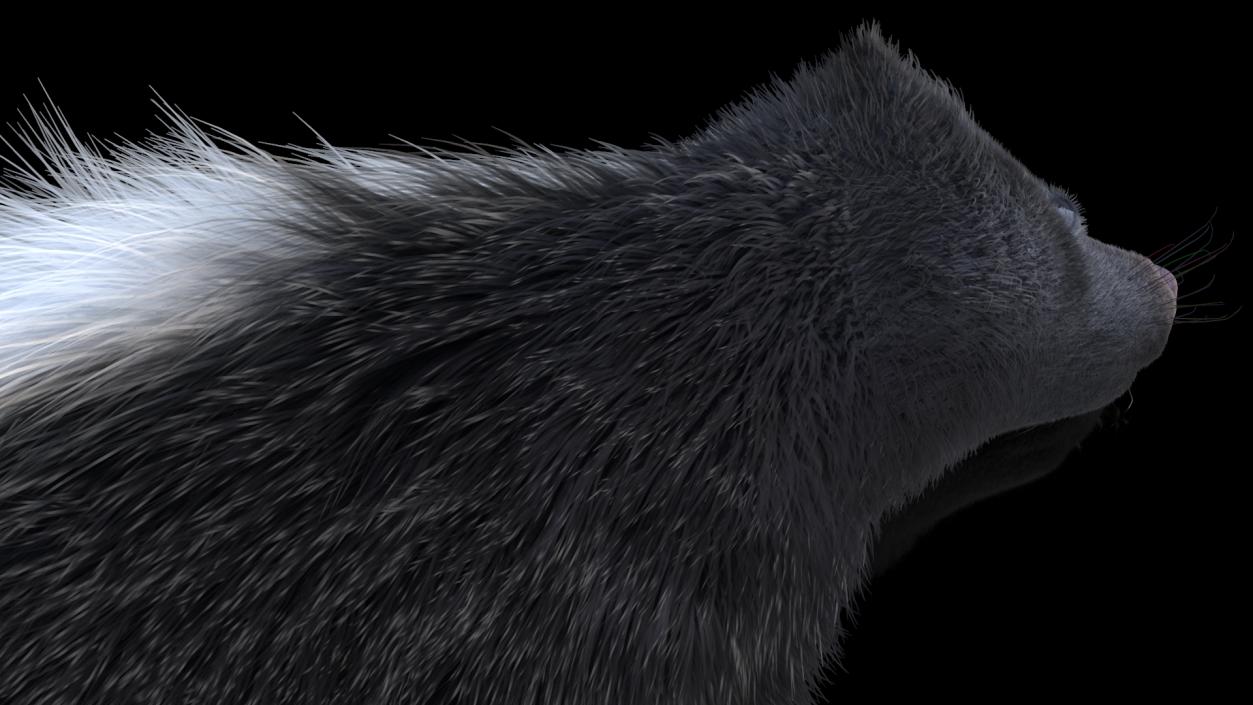 3D model Skunk Lying Fur