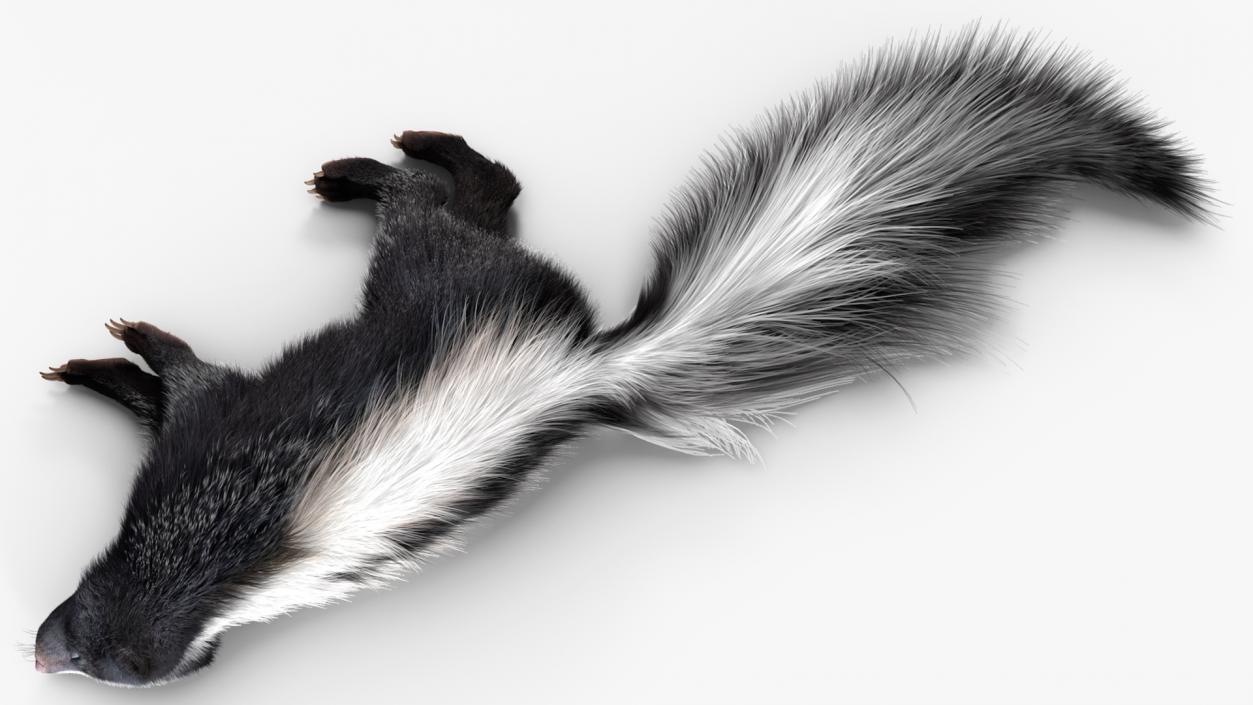 3D model Skunk Lying Fur