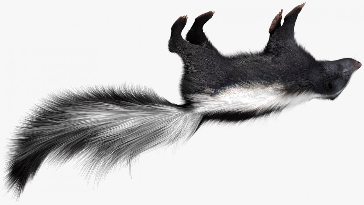 3D model Skunk Lying Fur