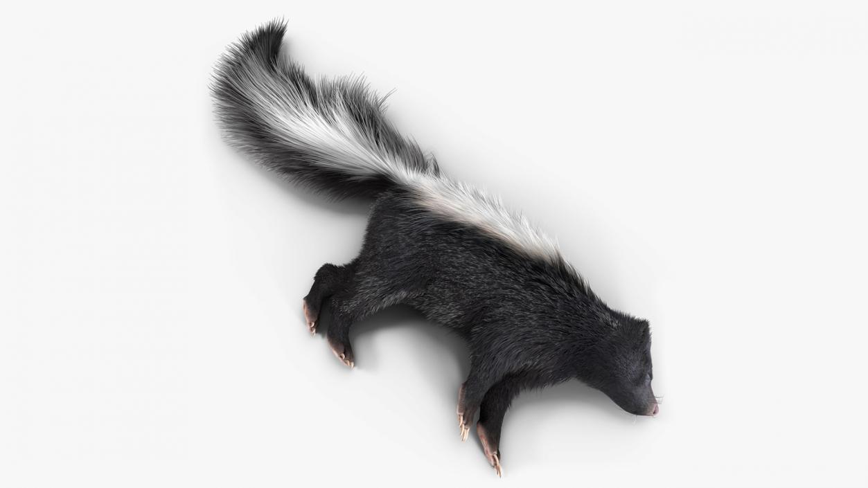 3D model Skunk Lying Fur