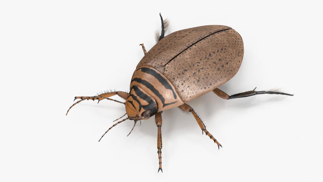 3D Insect Water Beetle Beige Rigged for Maya