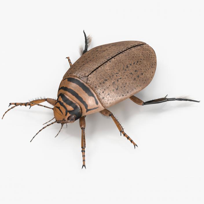 3D Insect Water Beetle Beige Rigged for Maya