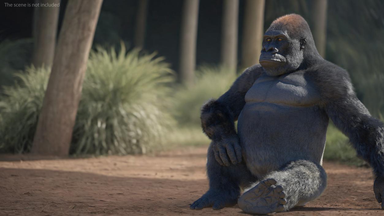 Eastern Gorilla Sitting Pose Fur 3D