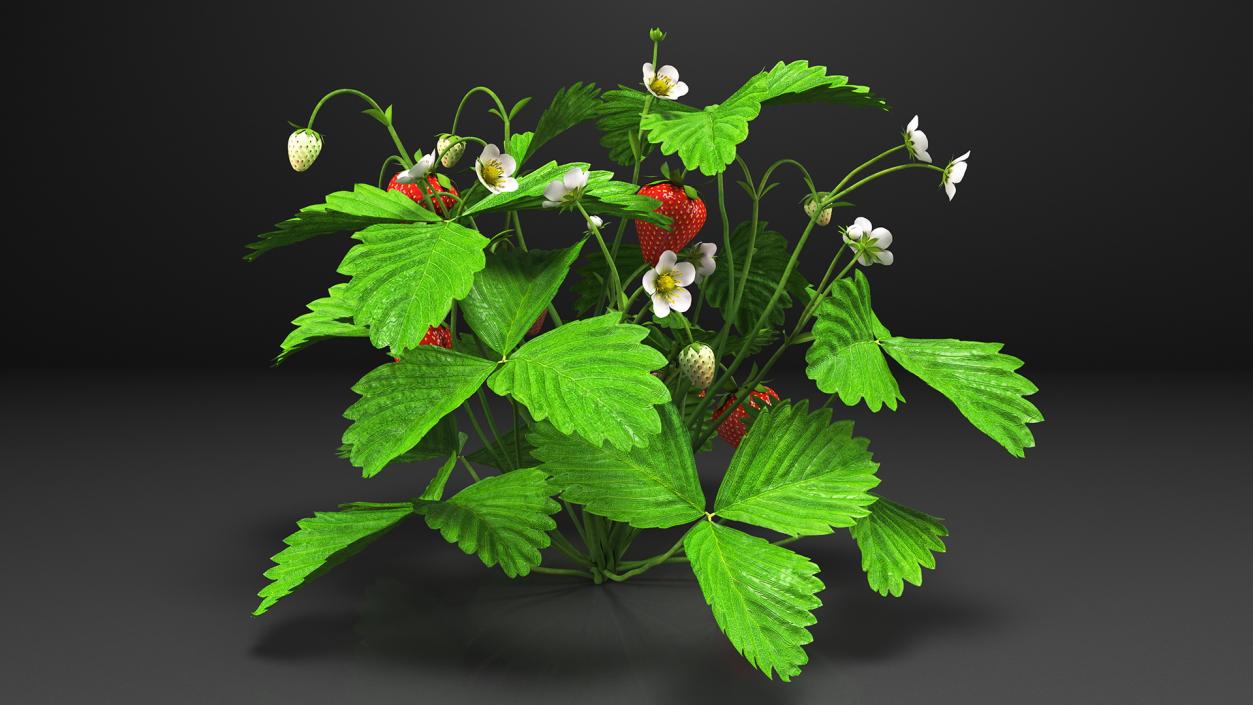 3D model Bush of Strawberry Plant with Fruits Set