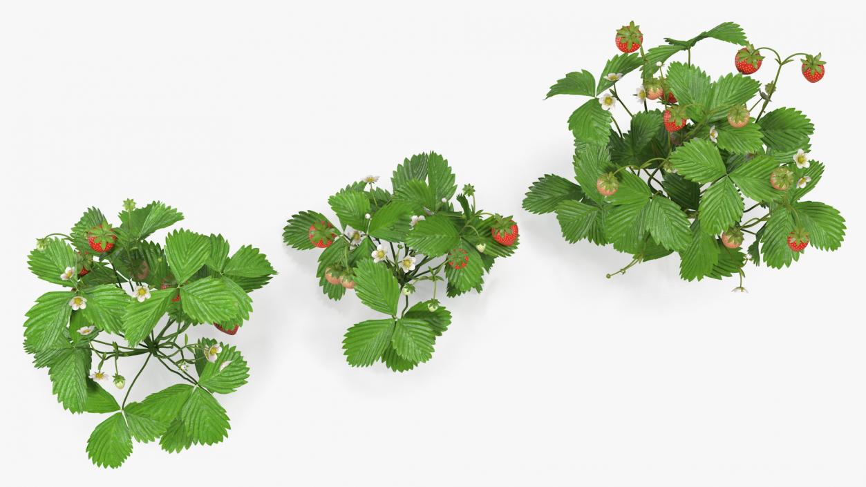 3D model Bush of Strawberry Plant with Fruits Set