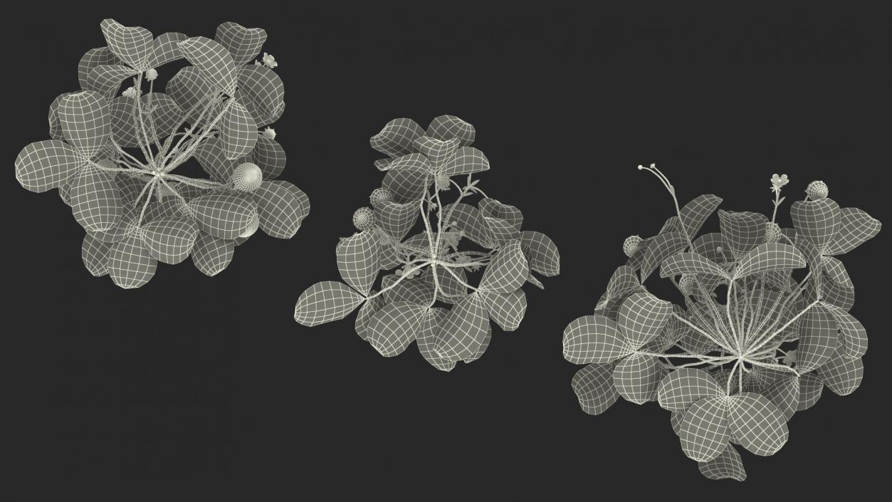 3D model Bush of Strawberry Plant with Fruits Set