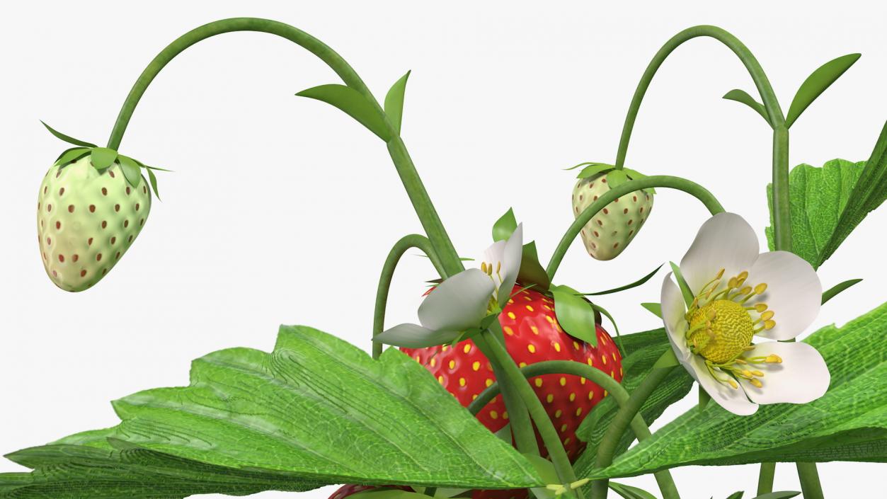 3D model Bush of Strawberry Plant with Fruits Set