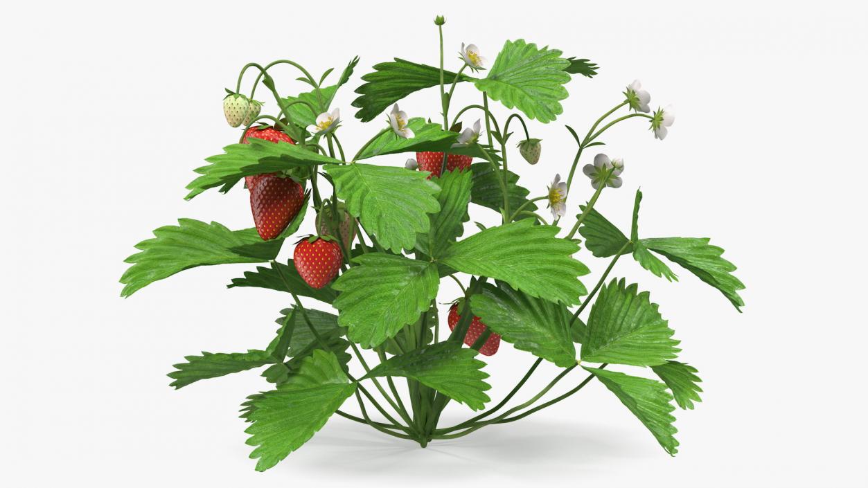 3D model Bush of Strawberry Plant with Fruits Set