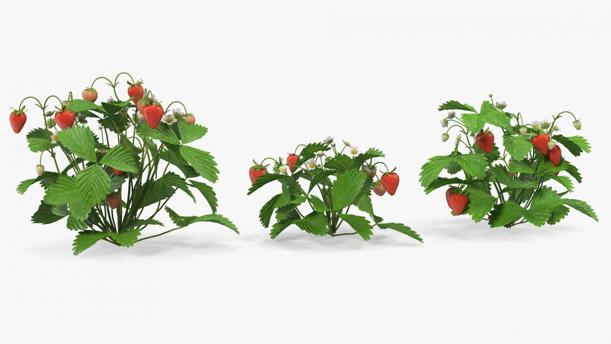 3D model Bush of Strawberry Plant with Fruits Set