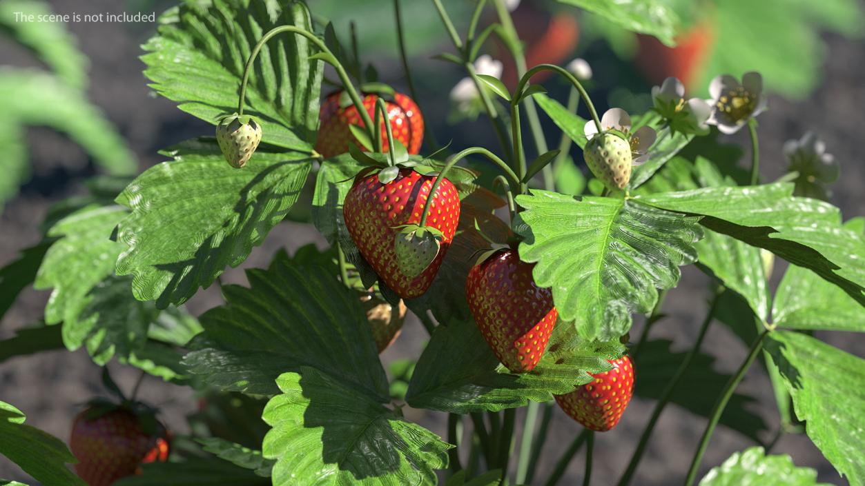 3D model Bush of Strawberry Plant with Fruits Set