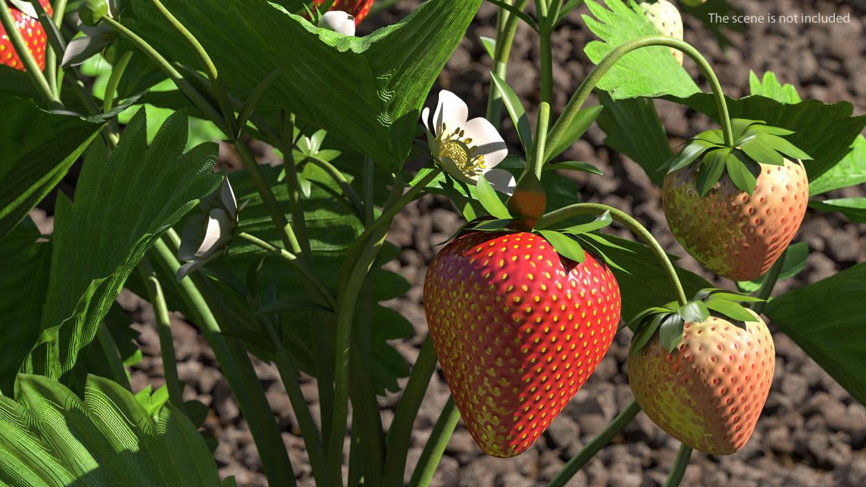 3D model Bush of Strawberry Plant with Fruits Set