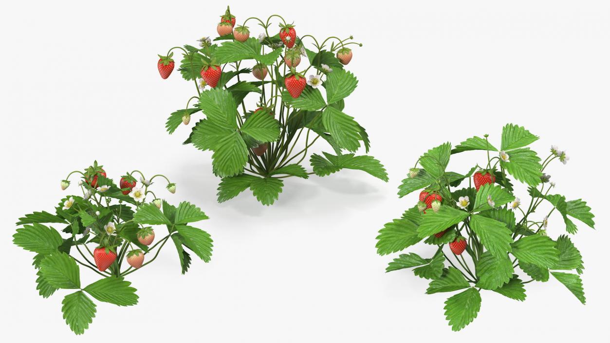 3D model Bush of Strawberry Plant with Fruits Set