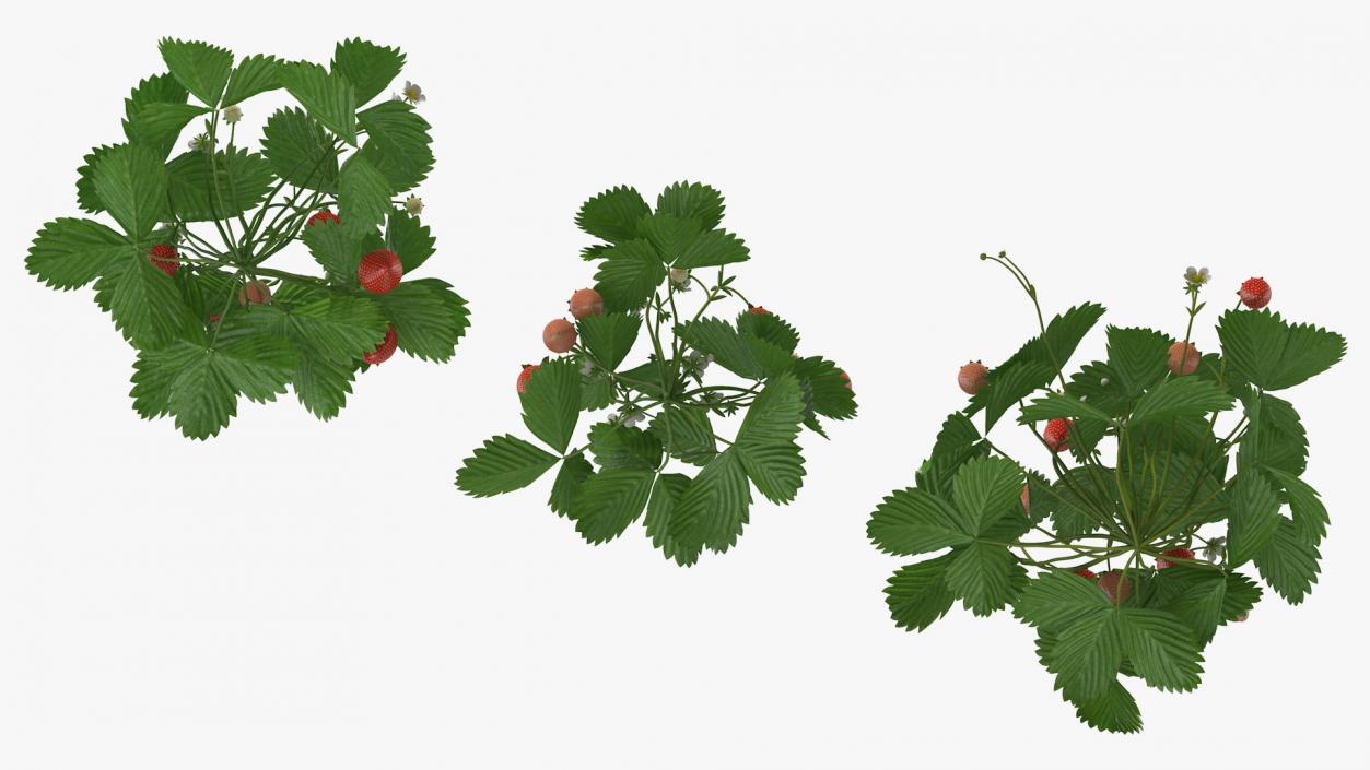 3D model Bush of Strawberry Plant with Fruits Set