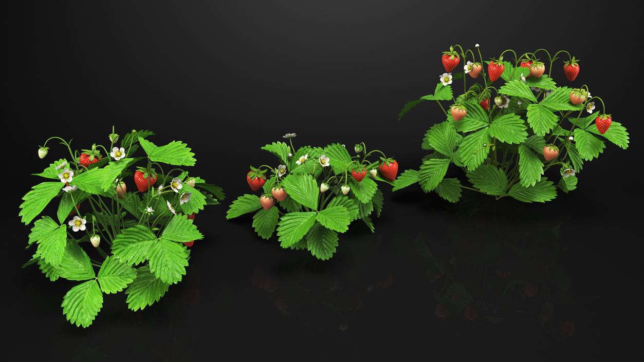 3D model Bush of Strawberry Plant with Fruits Set