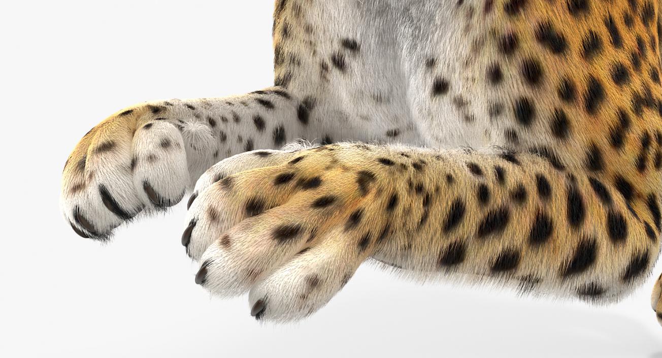 3D Leopard Rigged with Fur model