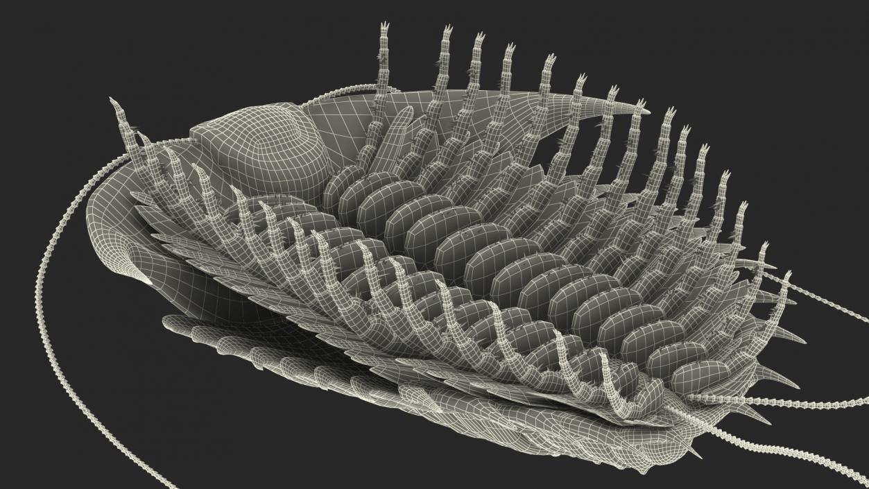 3D Trilobite Fur model