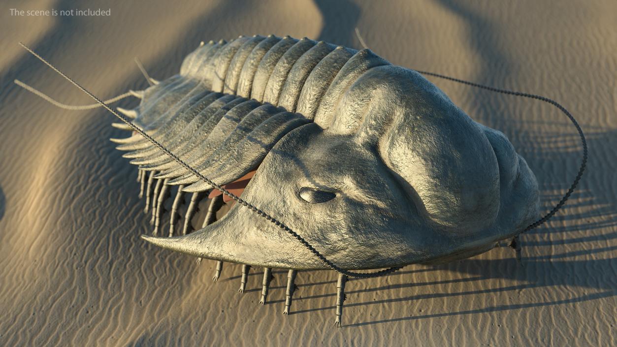 3D Trilobite Fur model