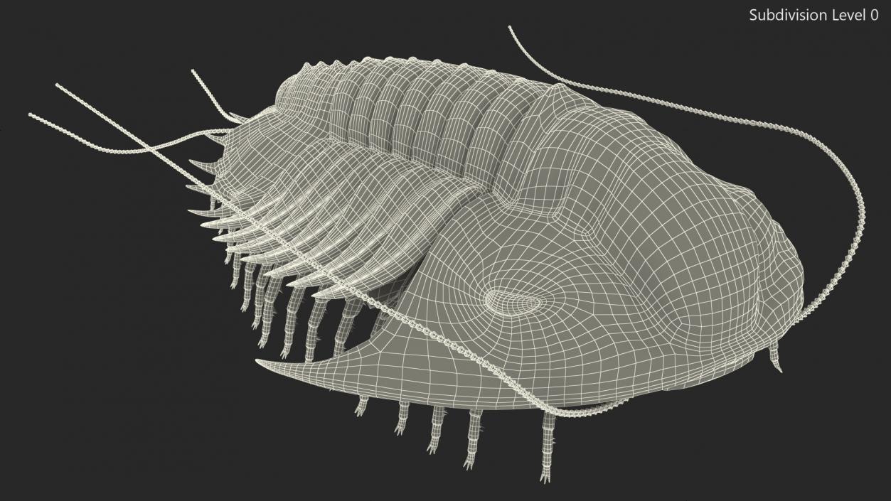 3D Trilobite Fur model