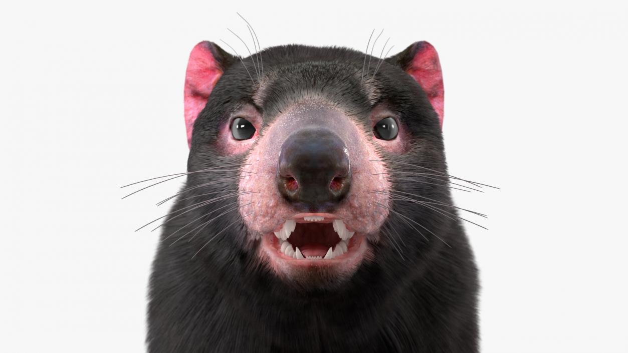 Tasmanian Devil Fur 3D model