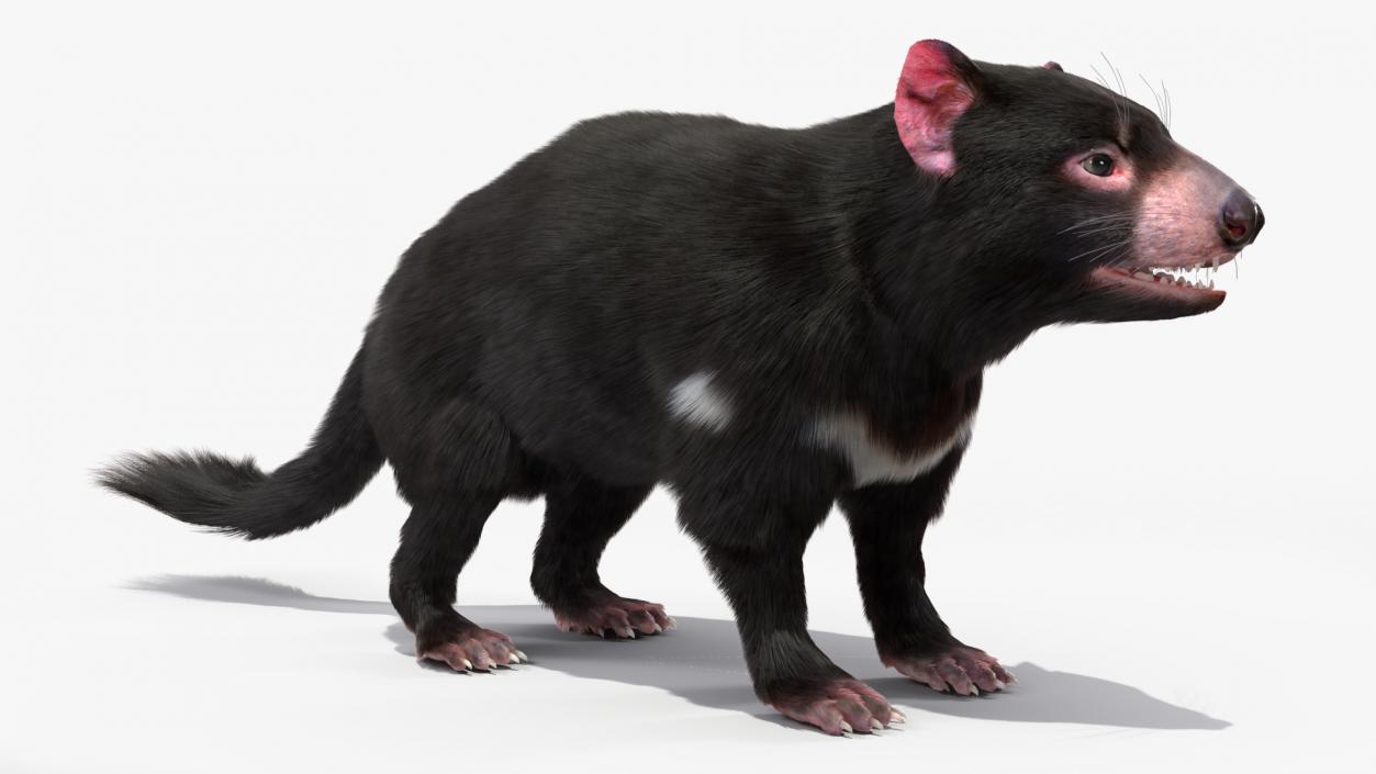 Tasmanian Devil Fur 3D model