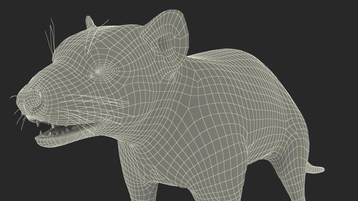 Tasmanian Devil Fur 3D model