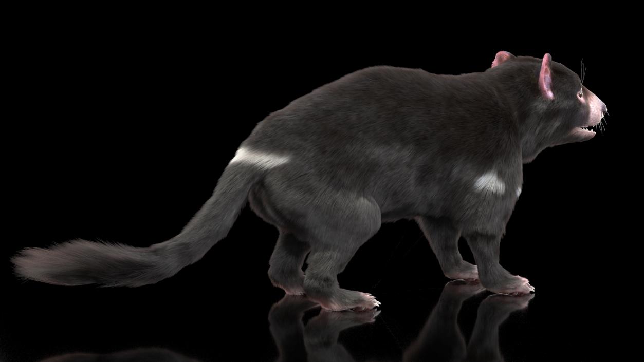 Tasmanian Devil Fur 3D model