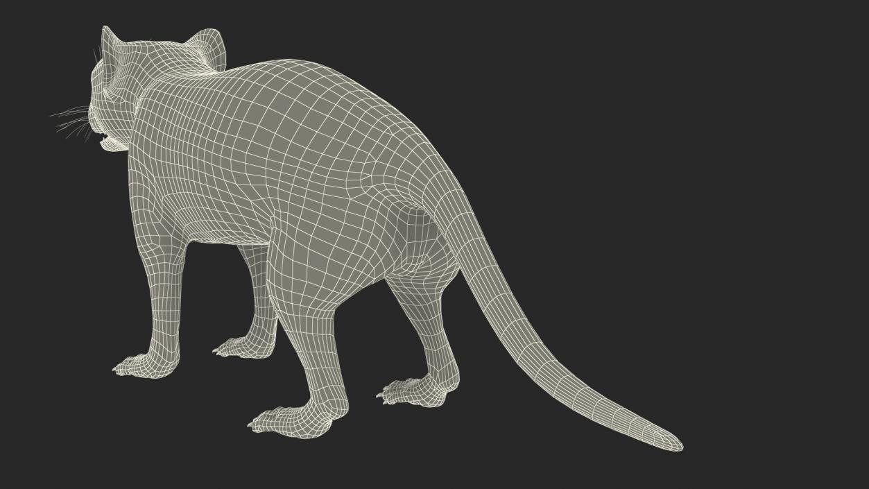 Tasmanian Devil Fur 3D model