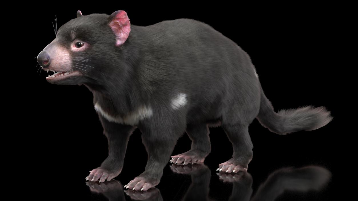 Tasmanian Devil Fur 3D model