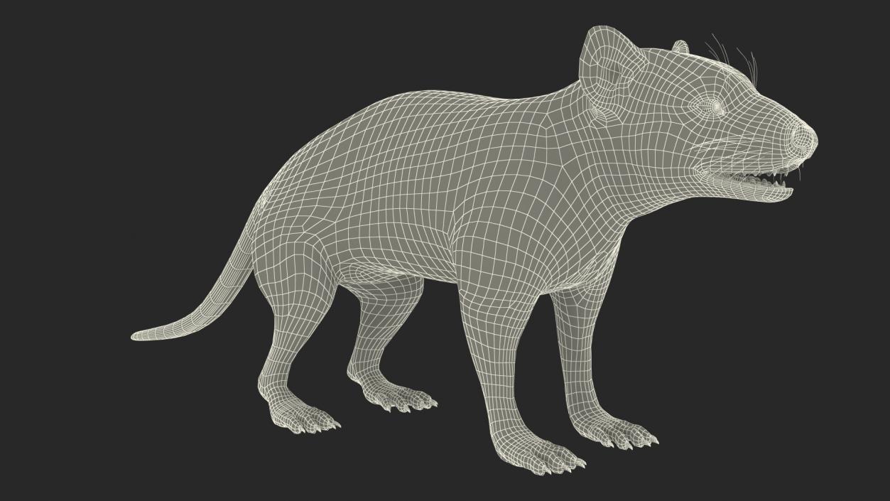 Tasmanian Devil Fur 3D model