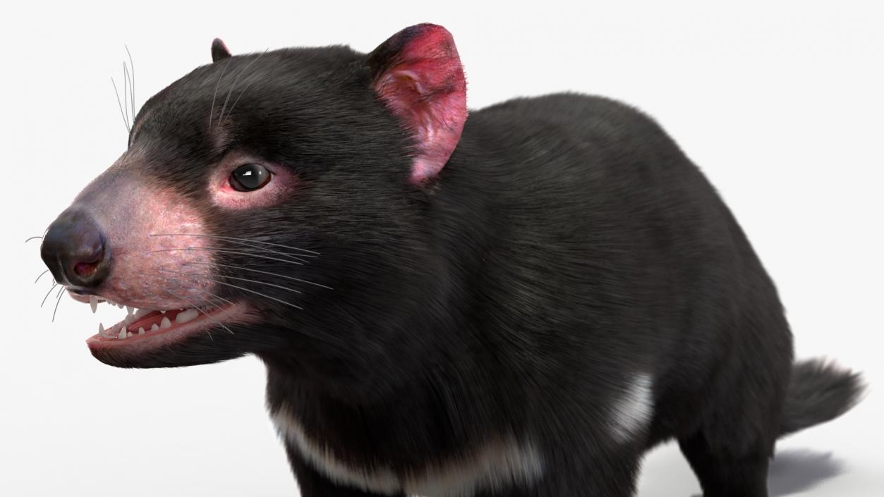 Tasmanian Devil Fur 3D model