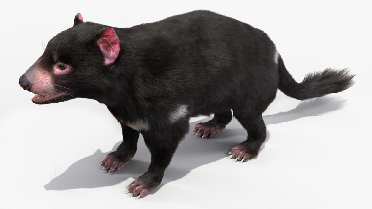 Tasmanian Devil Fur 3D model