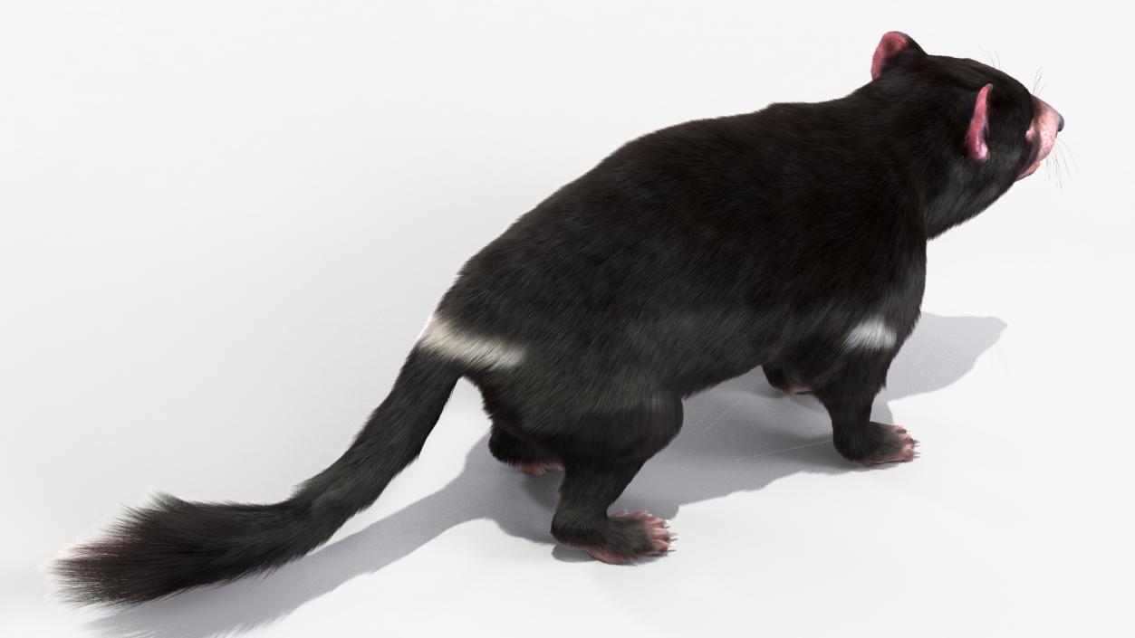 Tasmanian Devil Fur 3D model