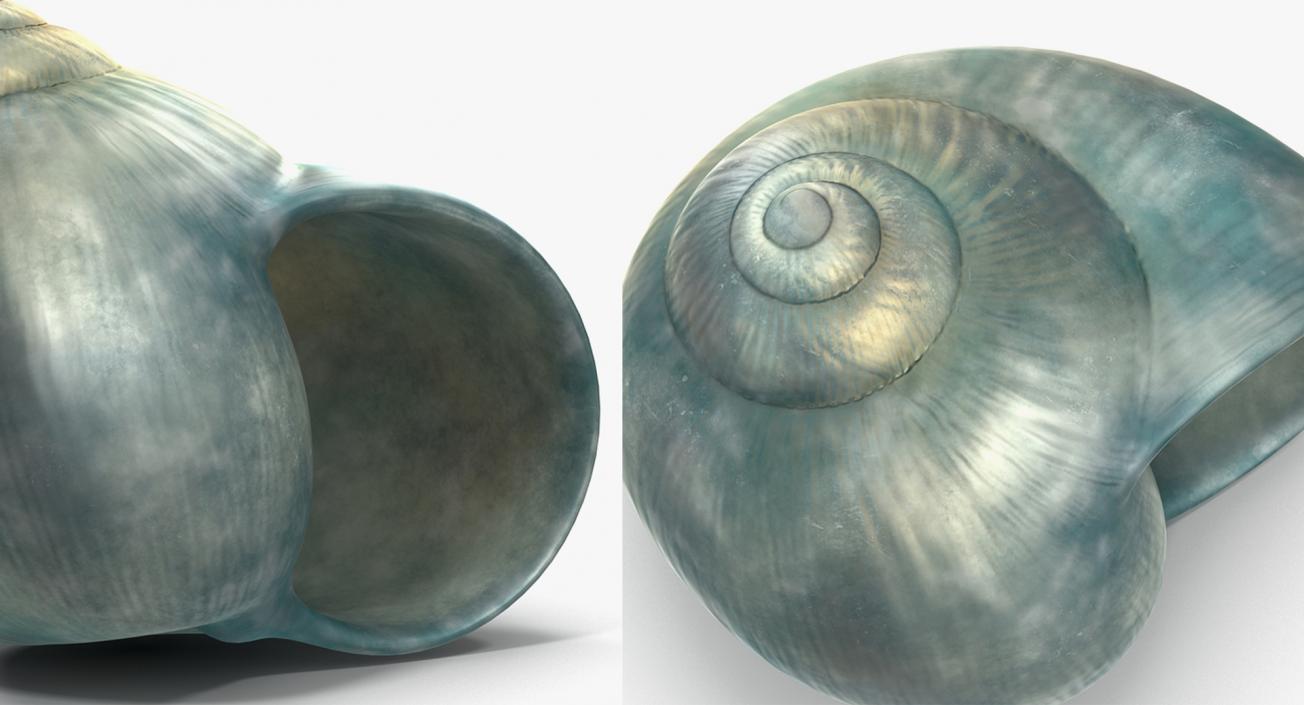 3D Sea Shells Collection 3 model