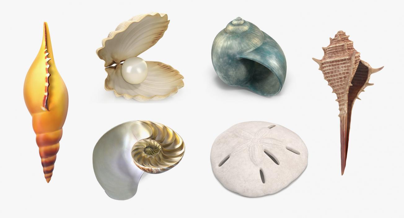 3D Sea Shells Collection 3 model