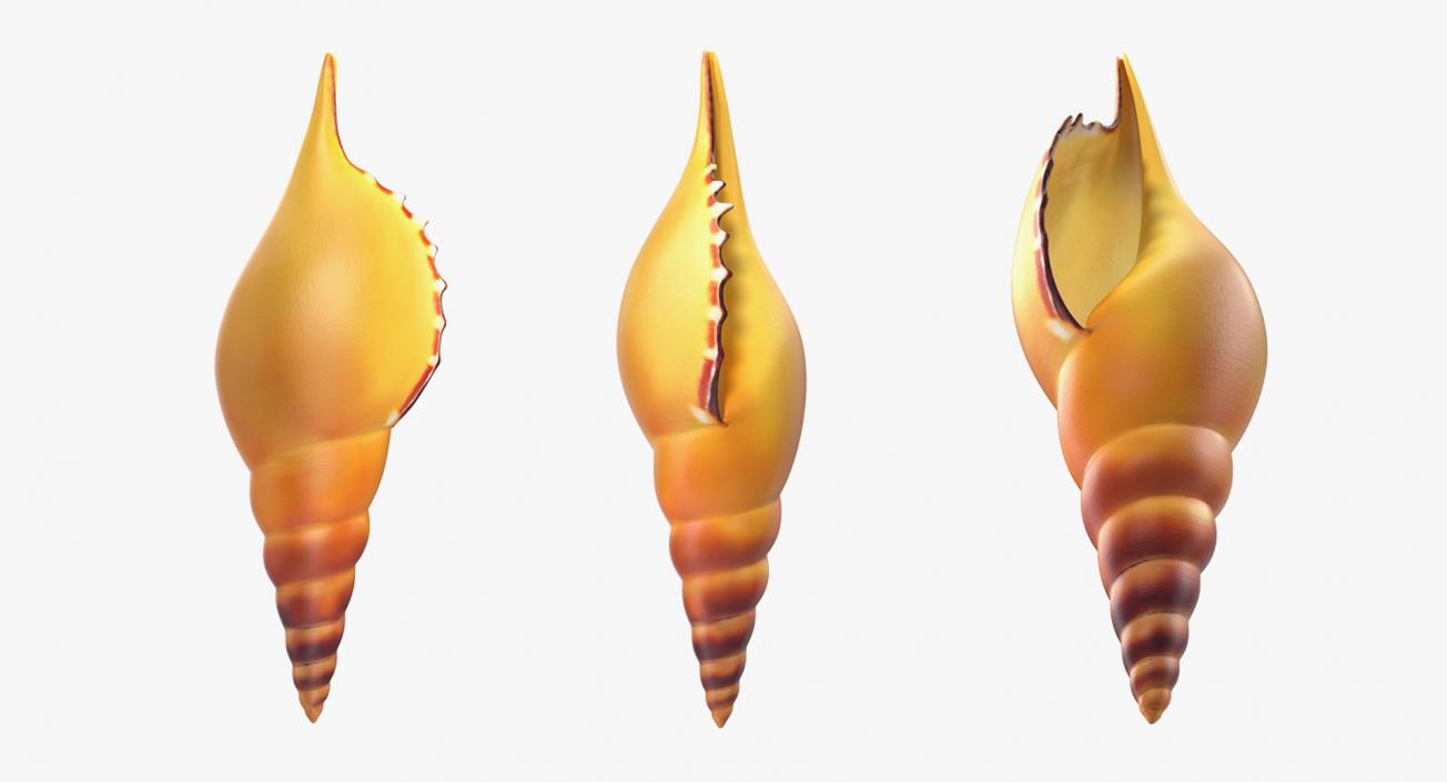 3D Sea Shells Collection 3 model