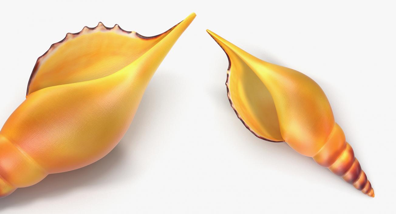 3D Sea Shells Collection 3 model