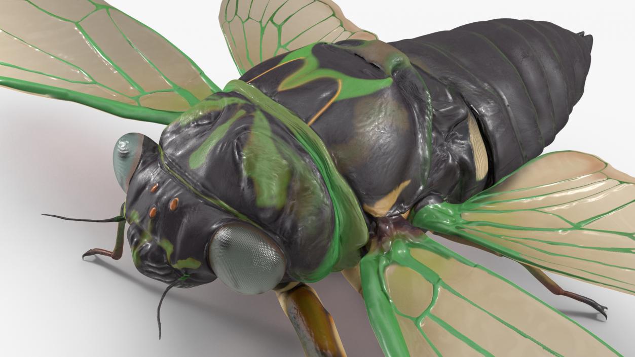 Cicada Rigged for Maya 3D